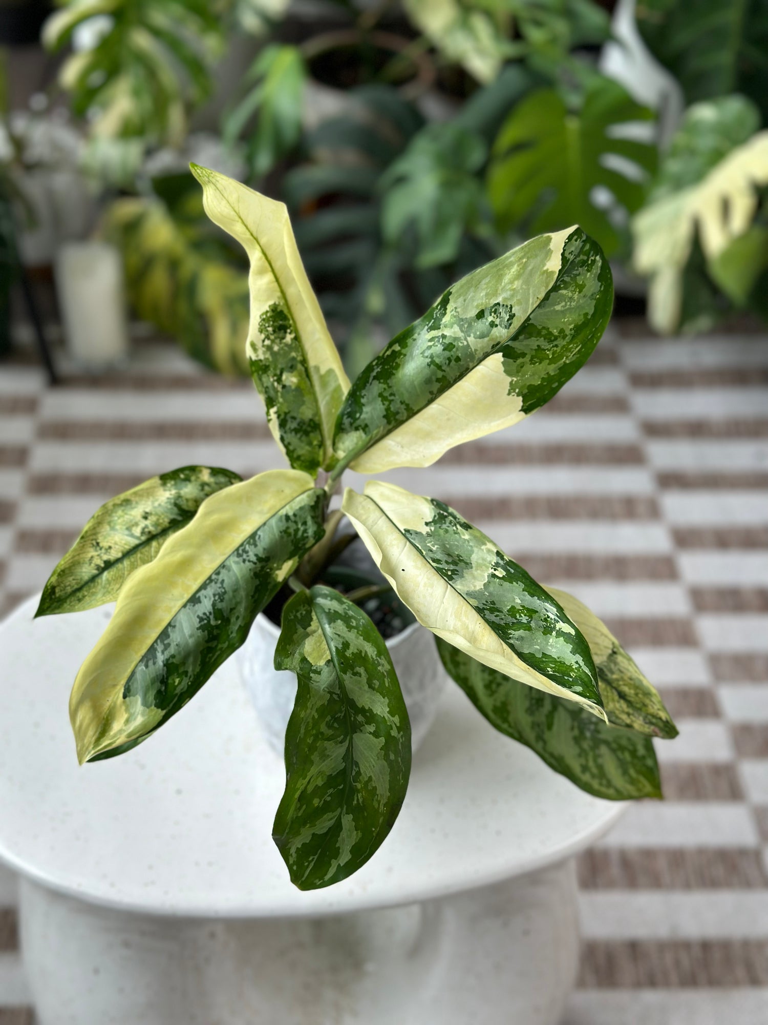 Aglaonema