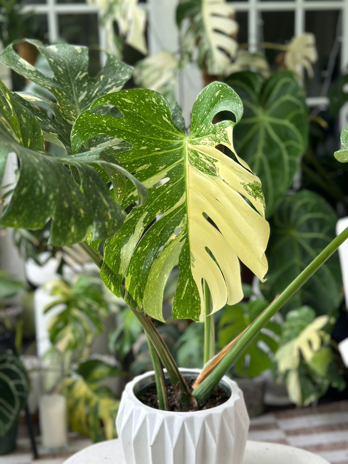 Monstera Thai Constellation (Large)