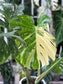 Monstera Thai Constellation (Large)