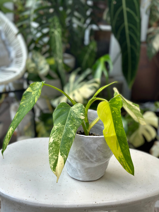 Philodendron Domesticum Variegata