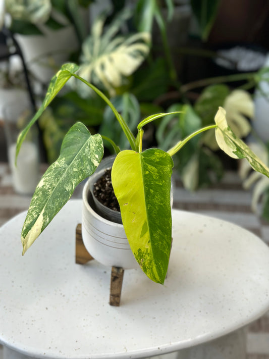 Philodendron Domesticum Variegata