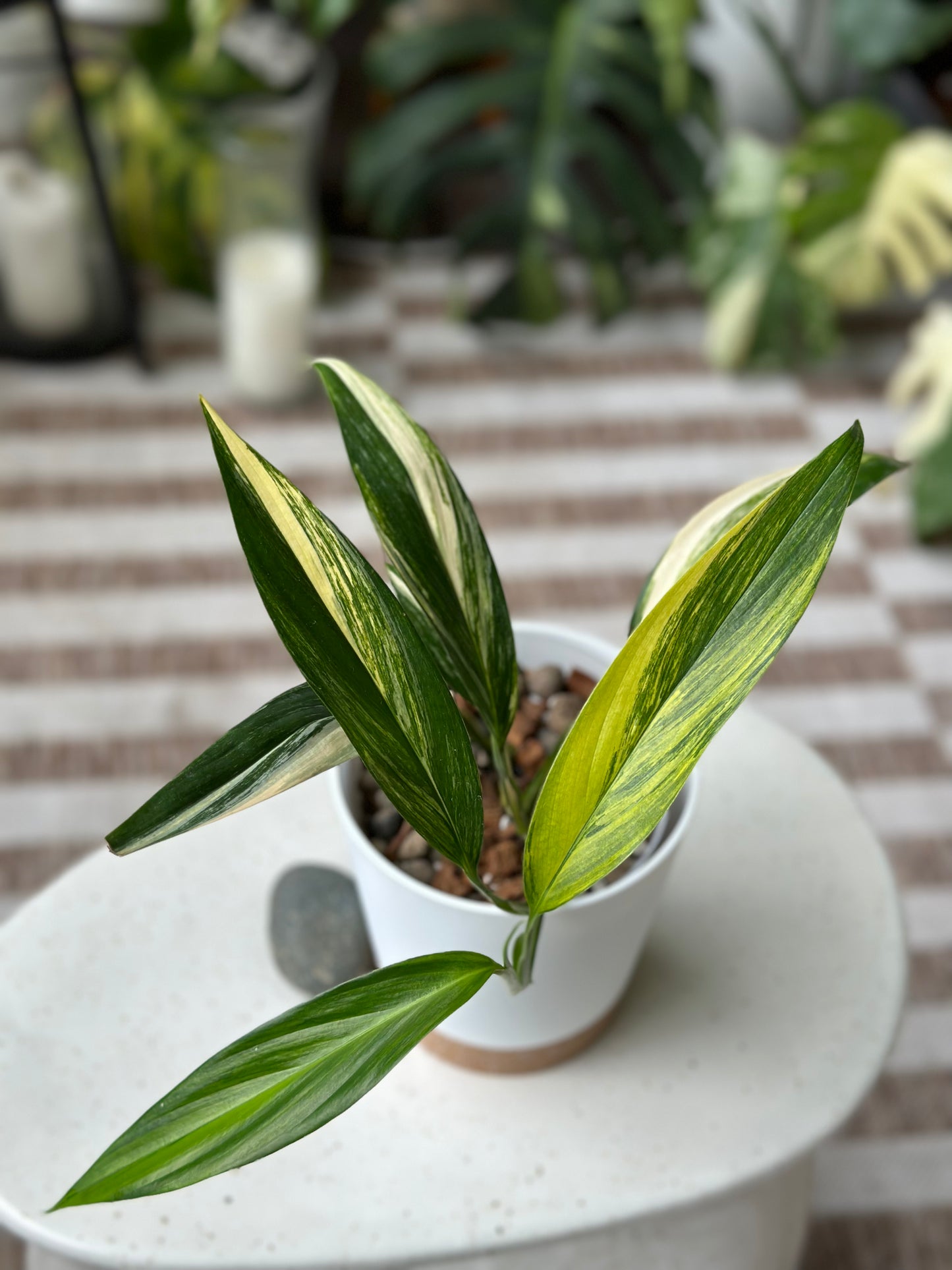 Epipremnum Amplyssum Variegated