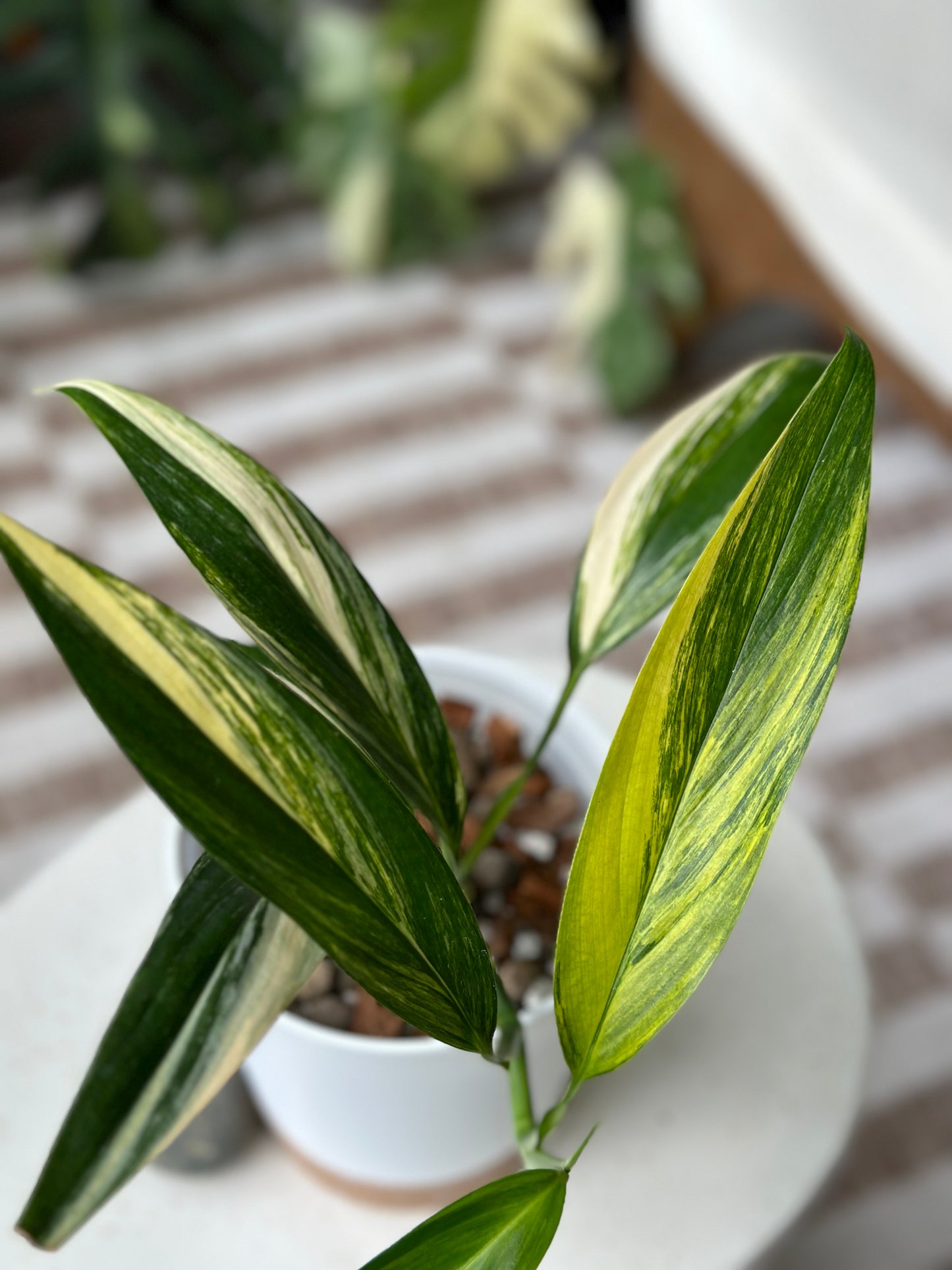 Epipremnum Amplyssum Variegated