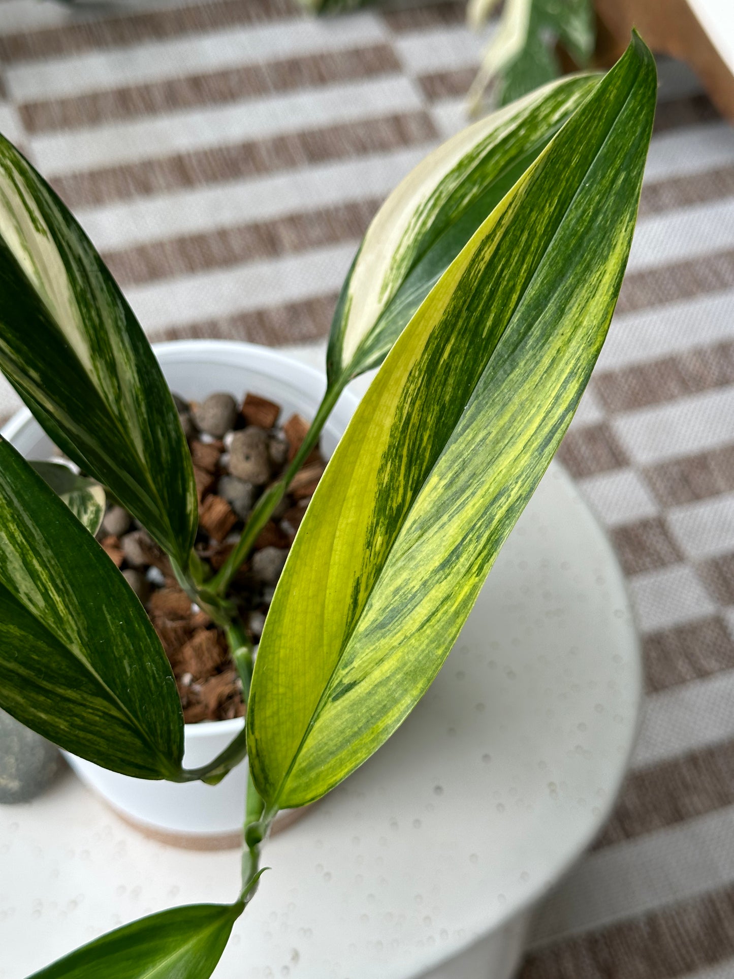 Epipremnum Amplyssum Variegated