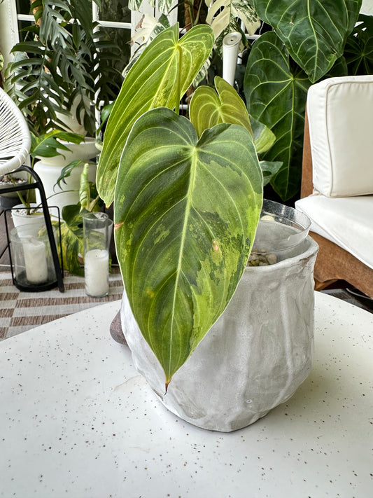 Philodendron Melanochrysum Variegata