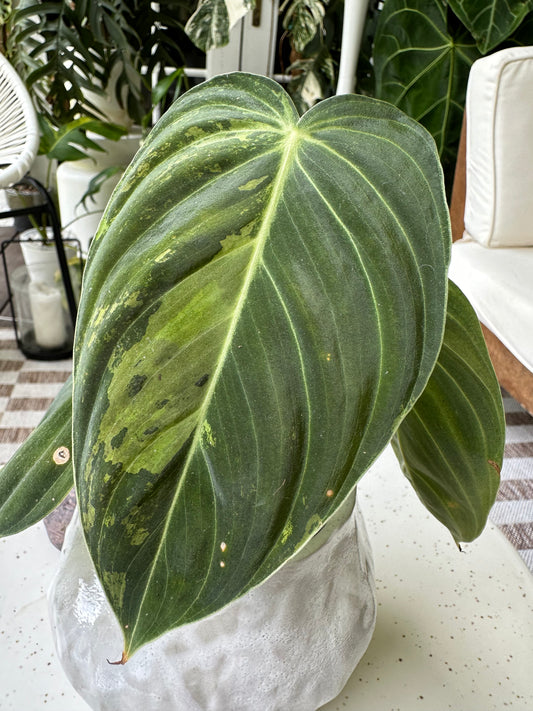 Philodendron Melanochrysum Variegata