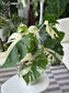 Monstera Albo (Sectoral Variegation)