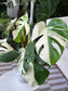 Monstera Albo (Sectoral Variegation)