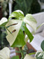 Monstera Albo (Sectoral Variegation)