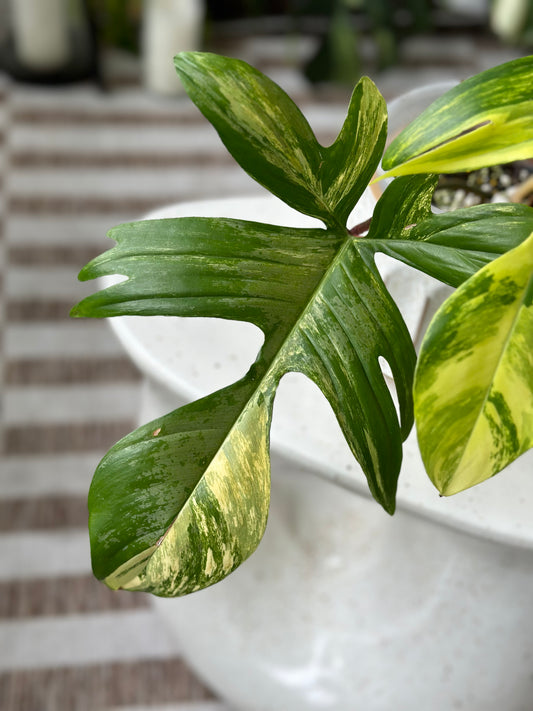 Philodendron Florida Beauty