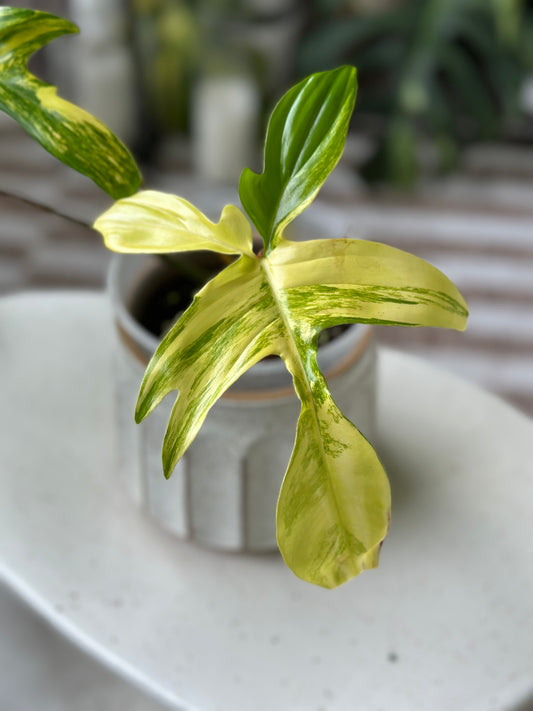 Philodendron Florida Beauty