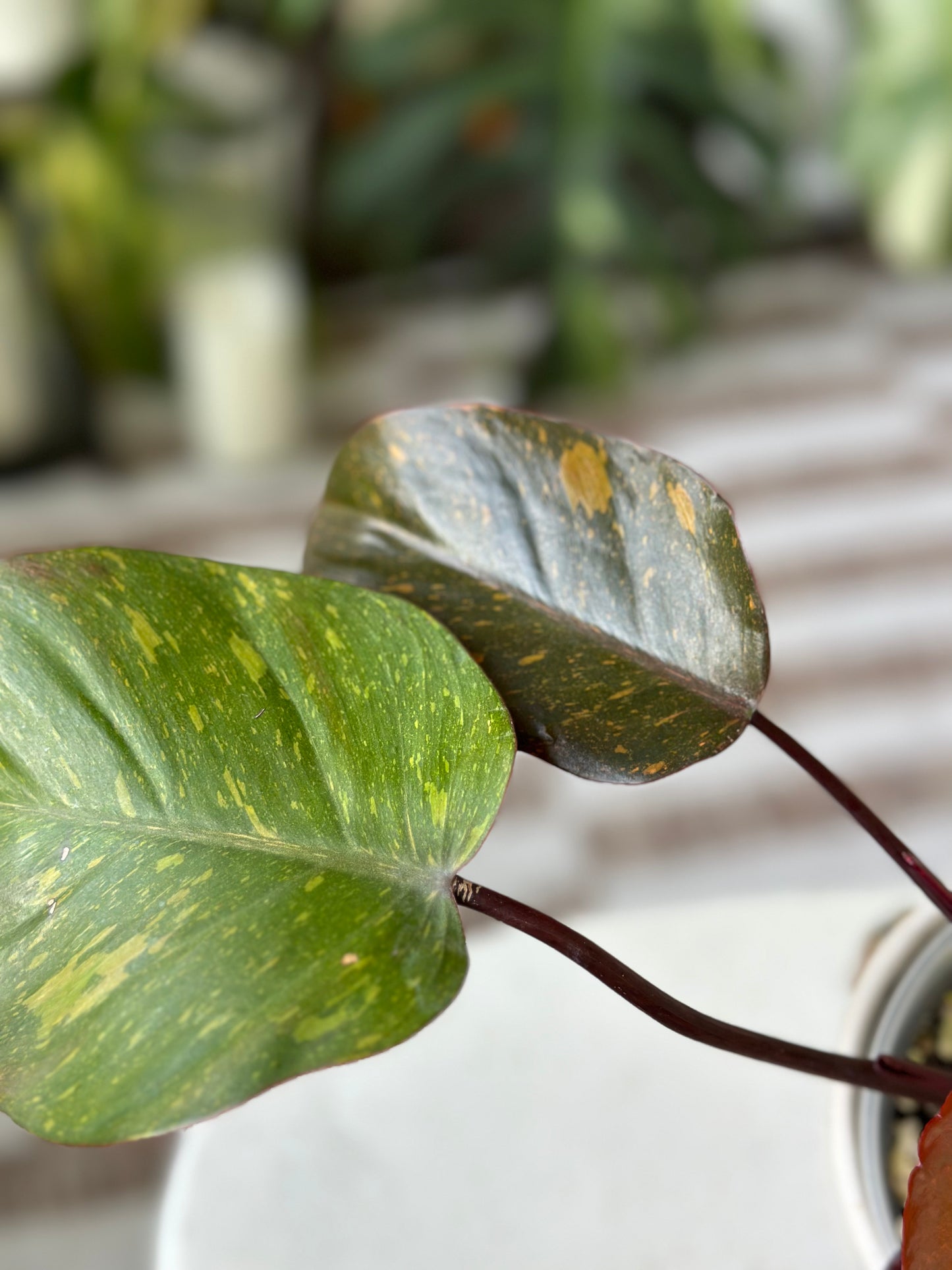 Philodendron Orange Princess