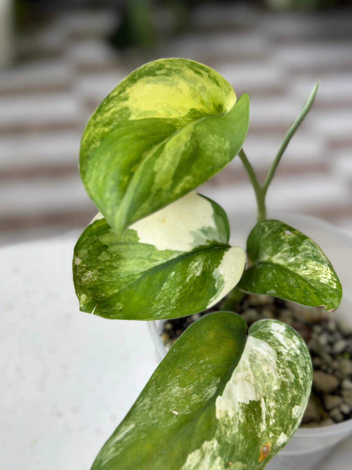 Scindapsus Jade Satin Variegated