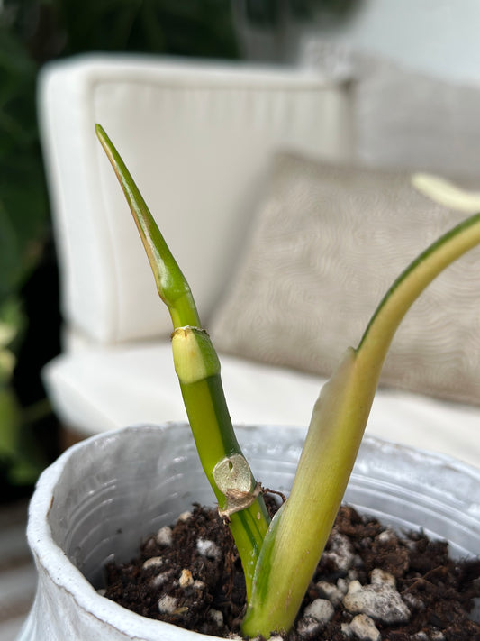 Philodendron Domesticum Variegata