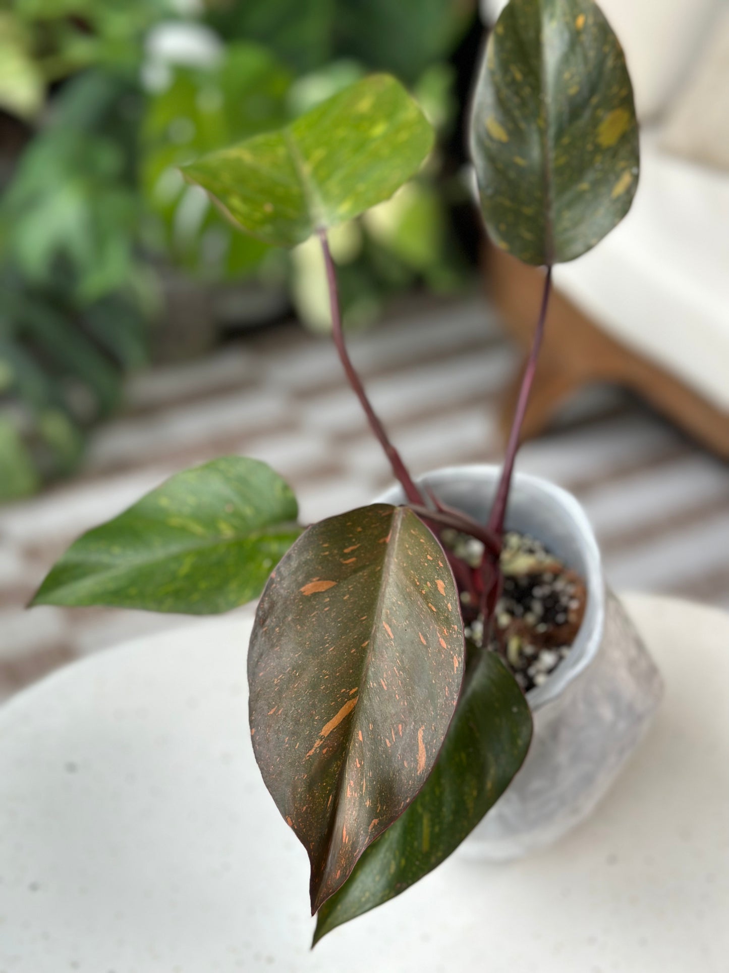 Philodendron Orange Princess