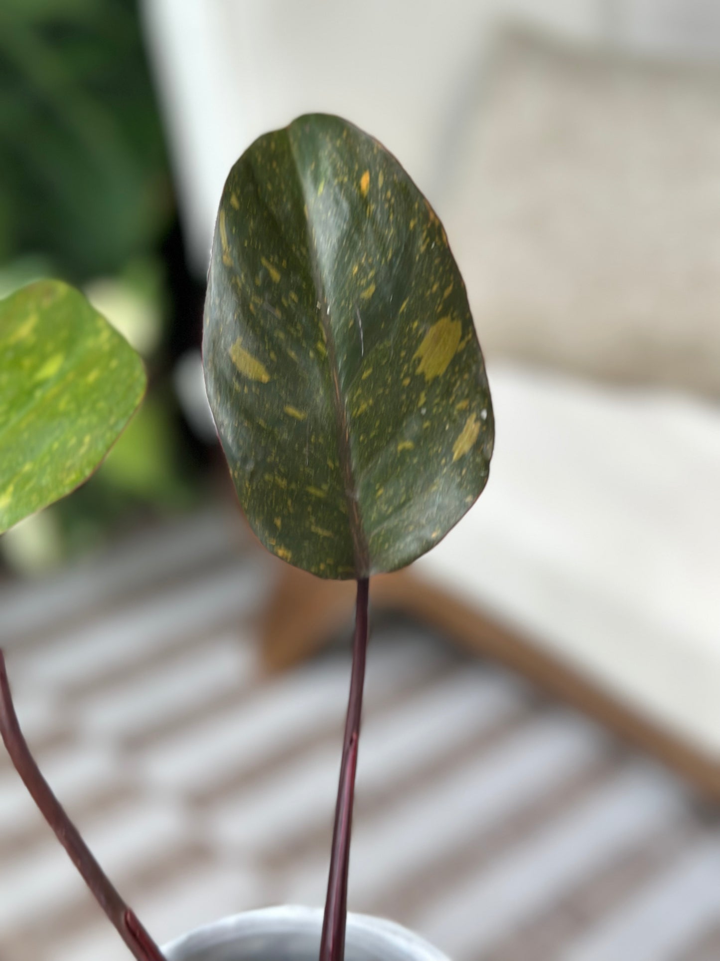 Philodendron Orange Princess