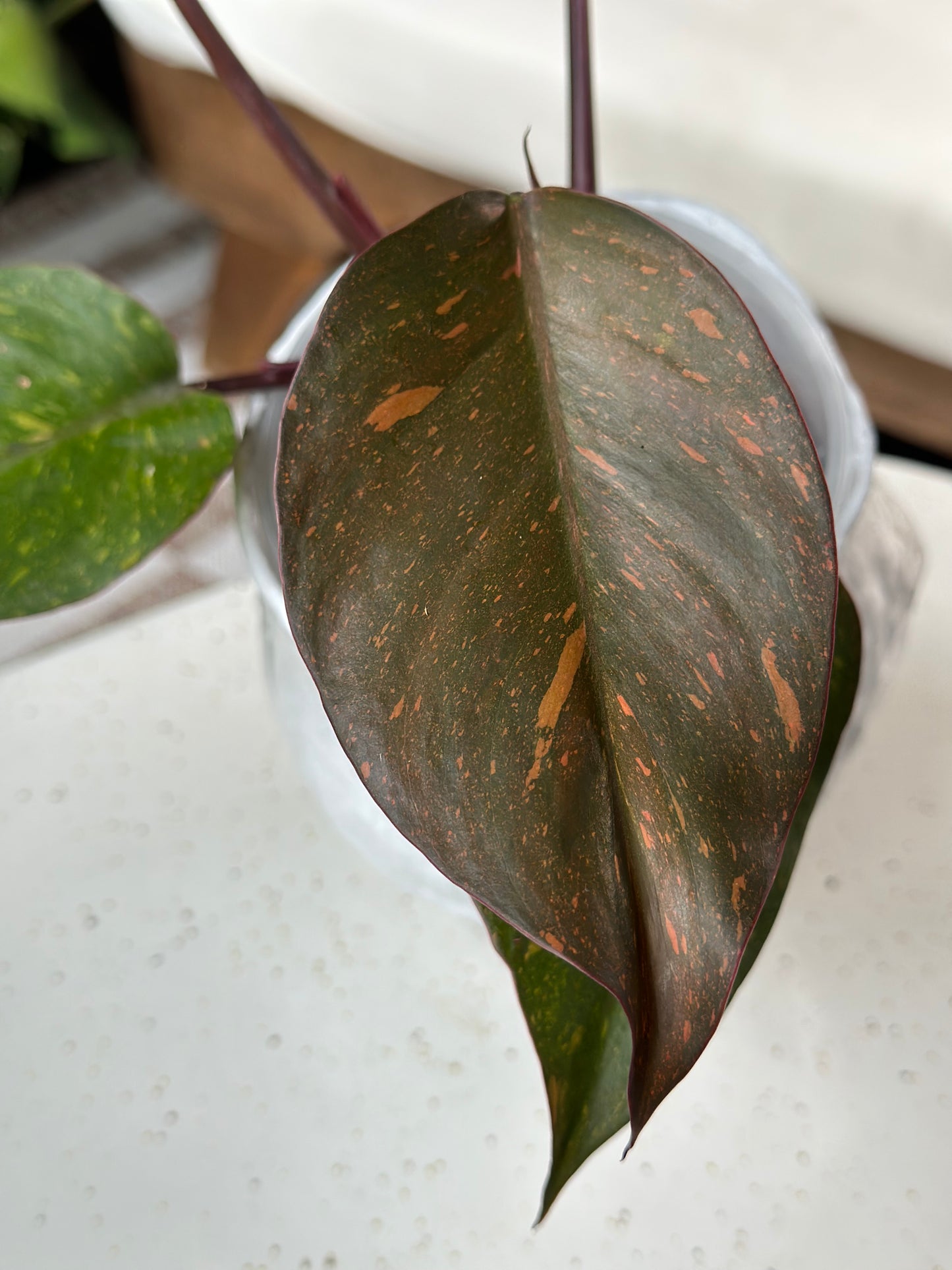 Philodendron Orange Princess