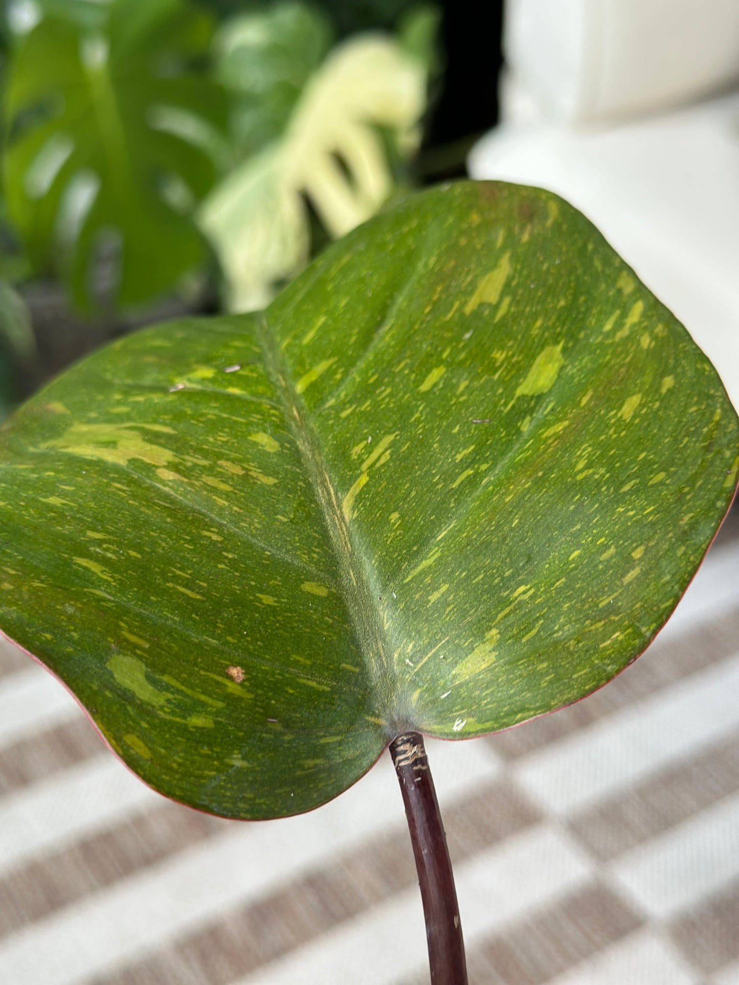 Philodendron Orange Princess