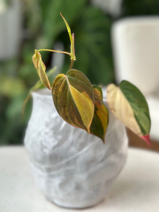 Philodendron Micans Variegated