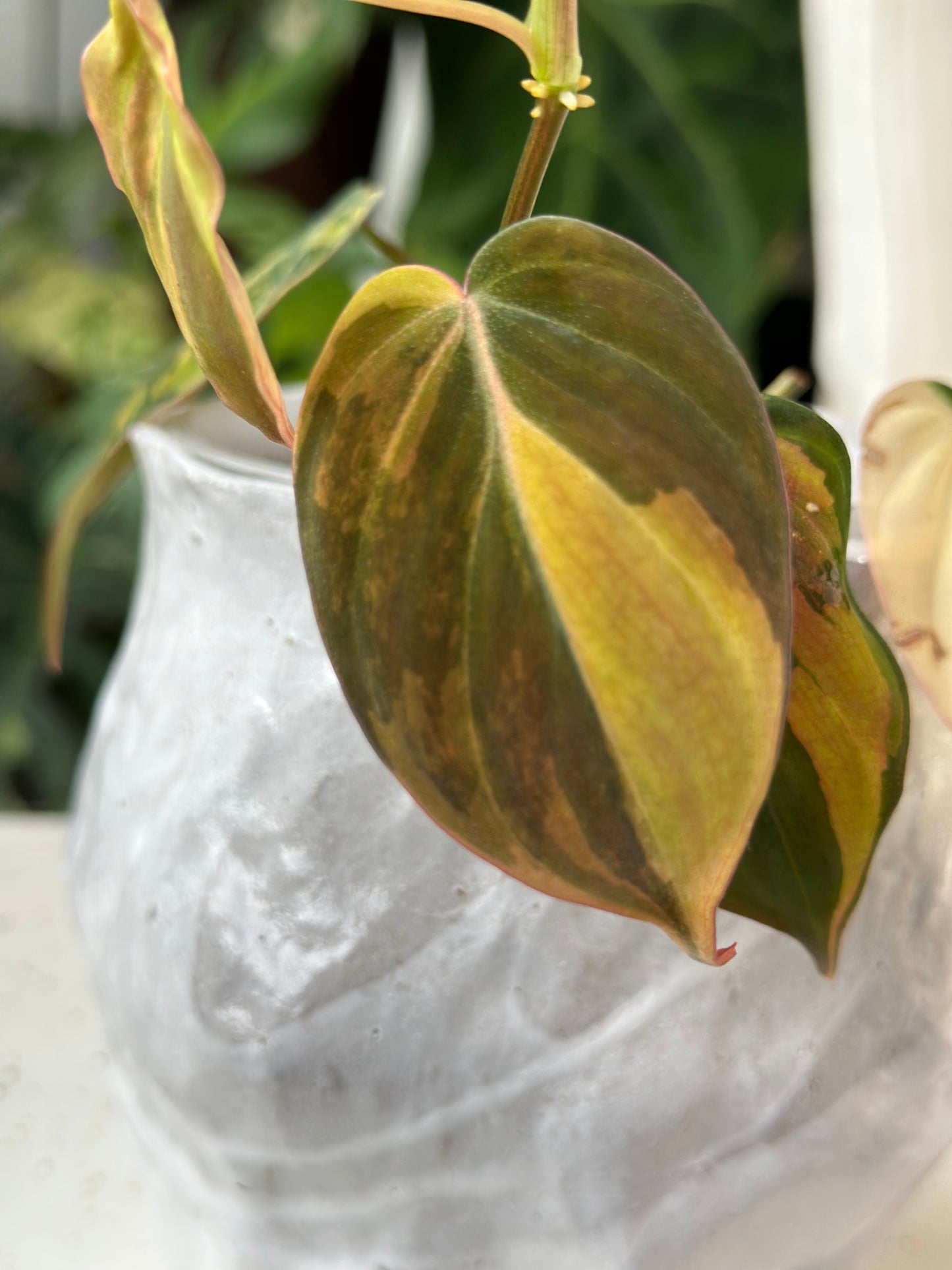 Philodendron Micans Variegated