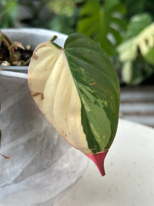 Philodendron Micans Variegated