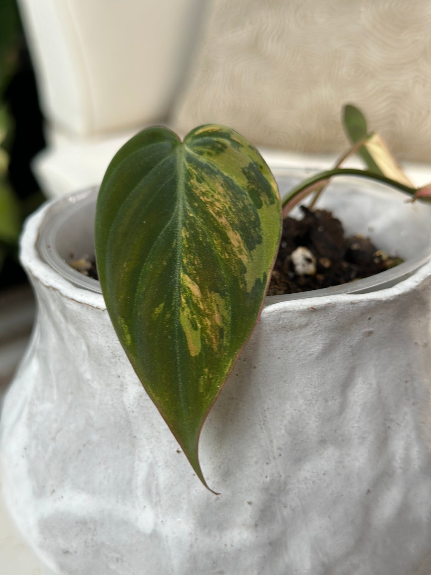 Philodendron Micans Variegated