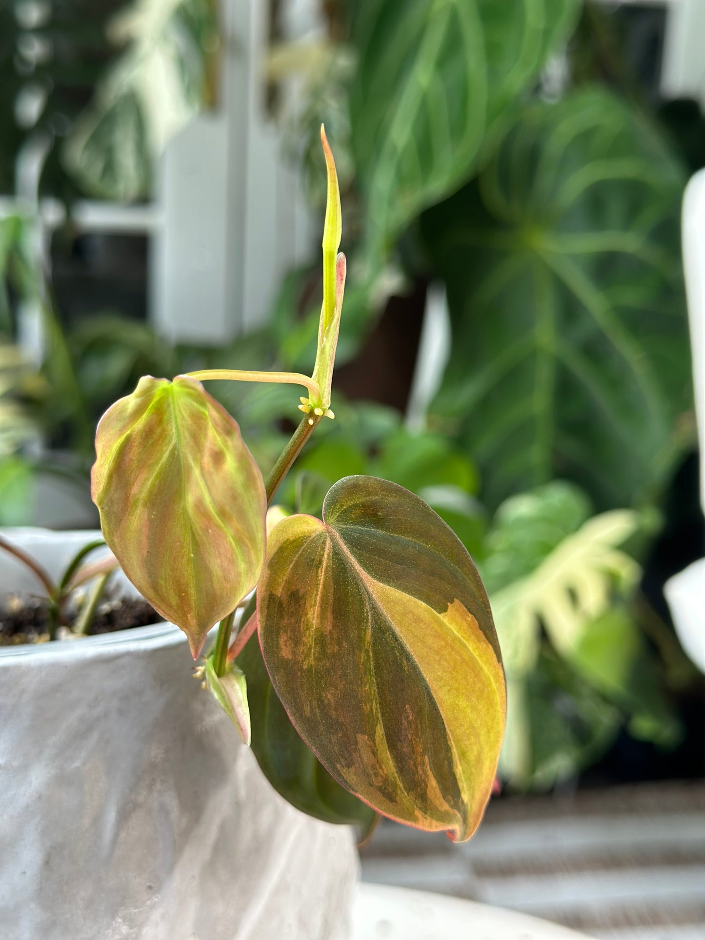 Philodendron Micans Variegated