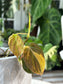 Philodendron Micans Variegated