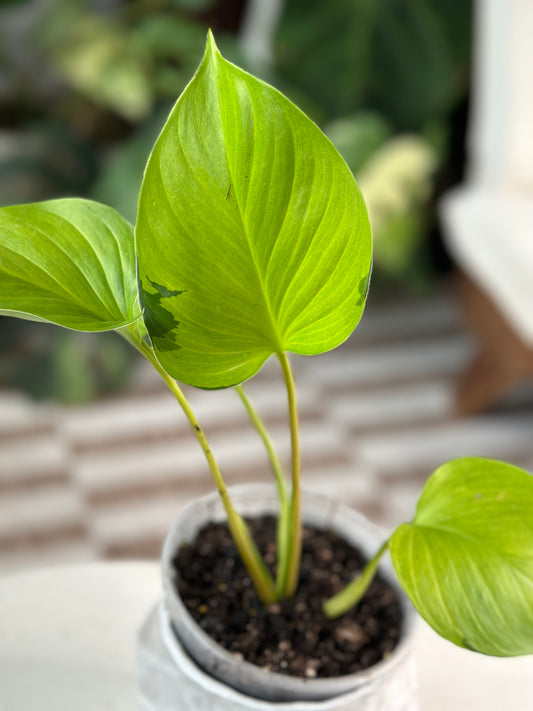 Homalomena Emerald Green Gem Reverse Variegation