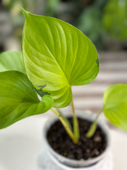 Homalomena Emerald Green Gem Reverse Variegation