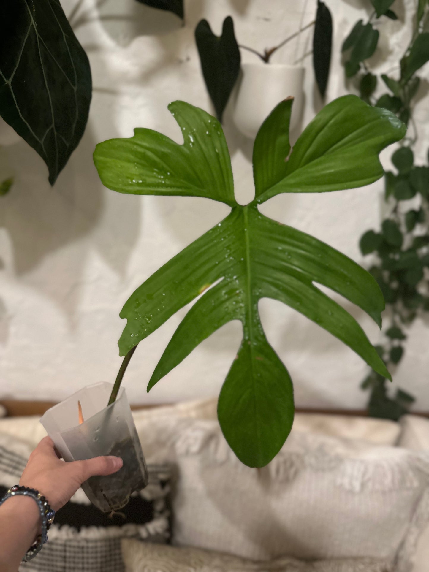 Philodendron Florida Ghost