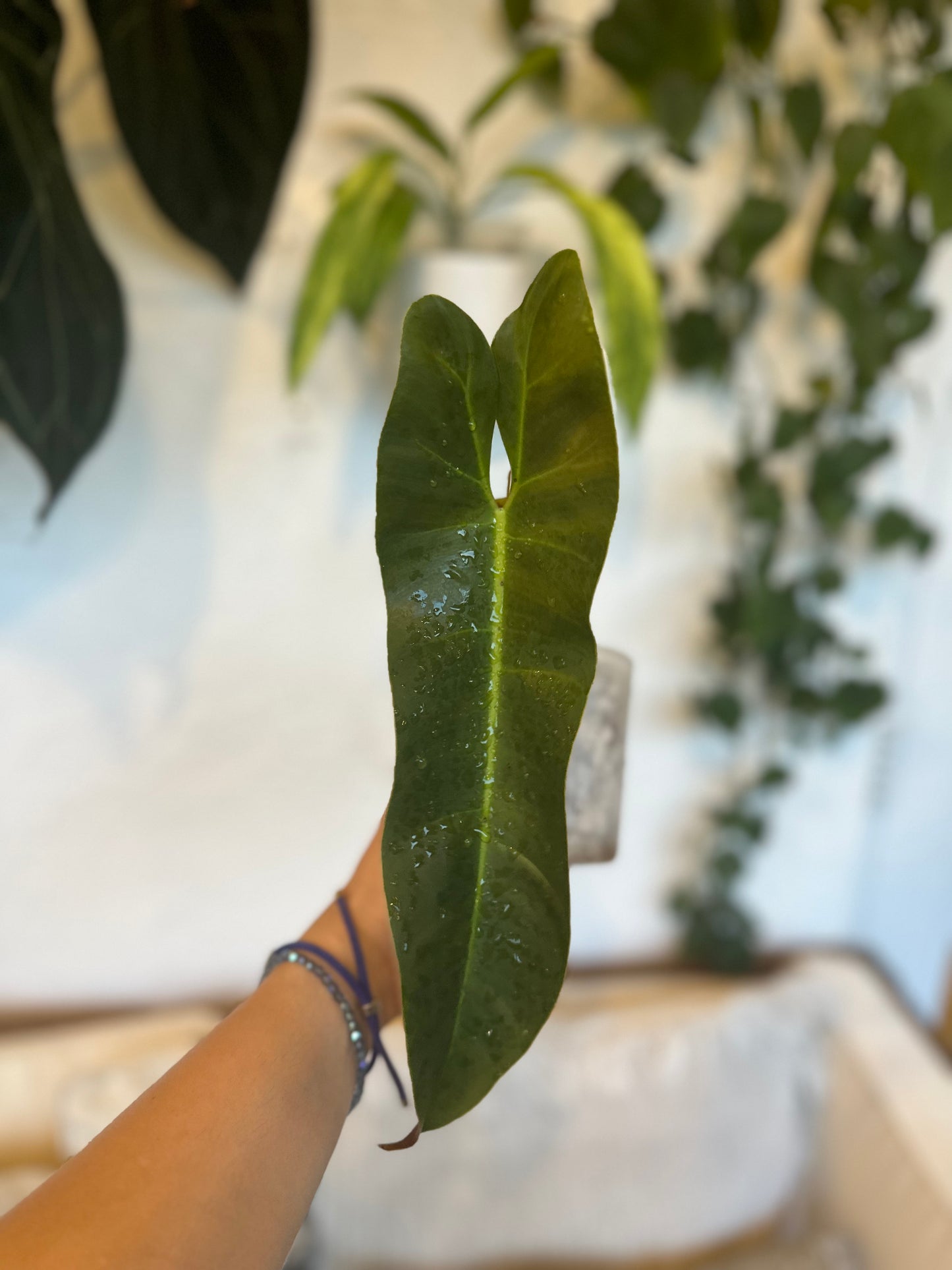 Philodendron Atabapoense