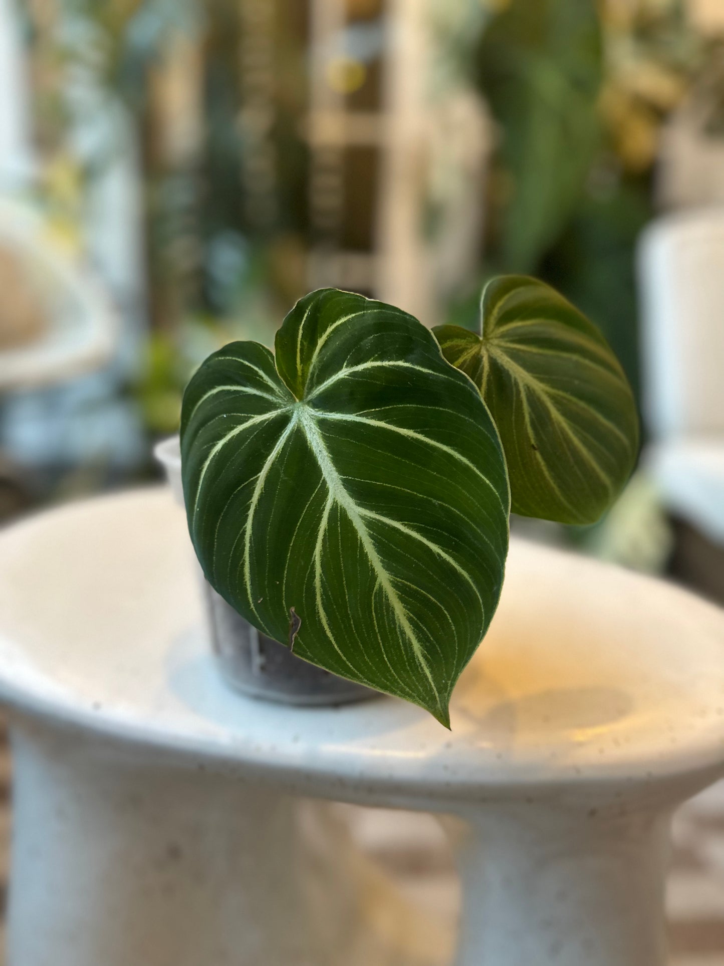 Philodendron Gloriosum