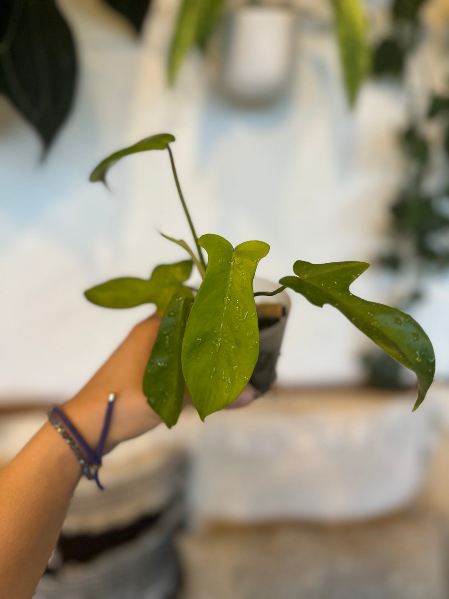 Philodendron Florida Ghost