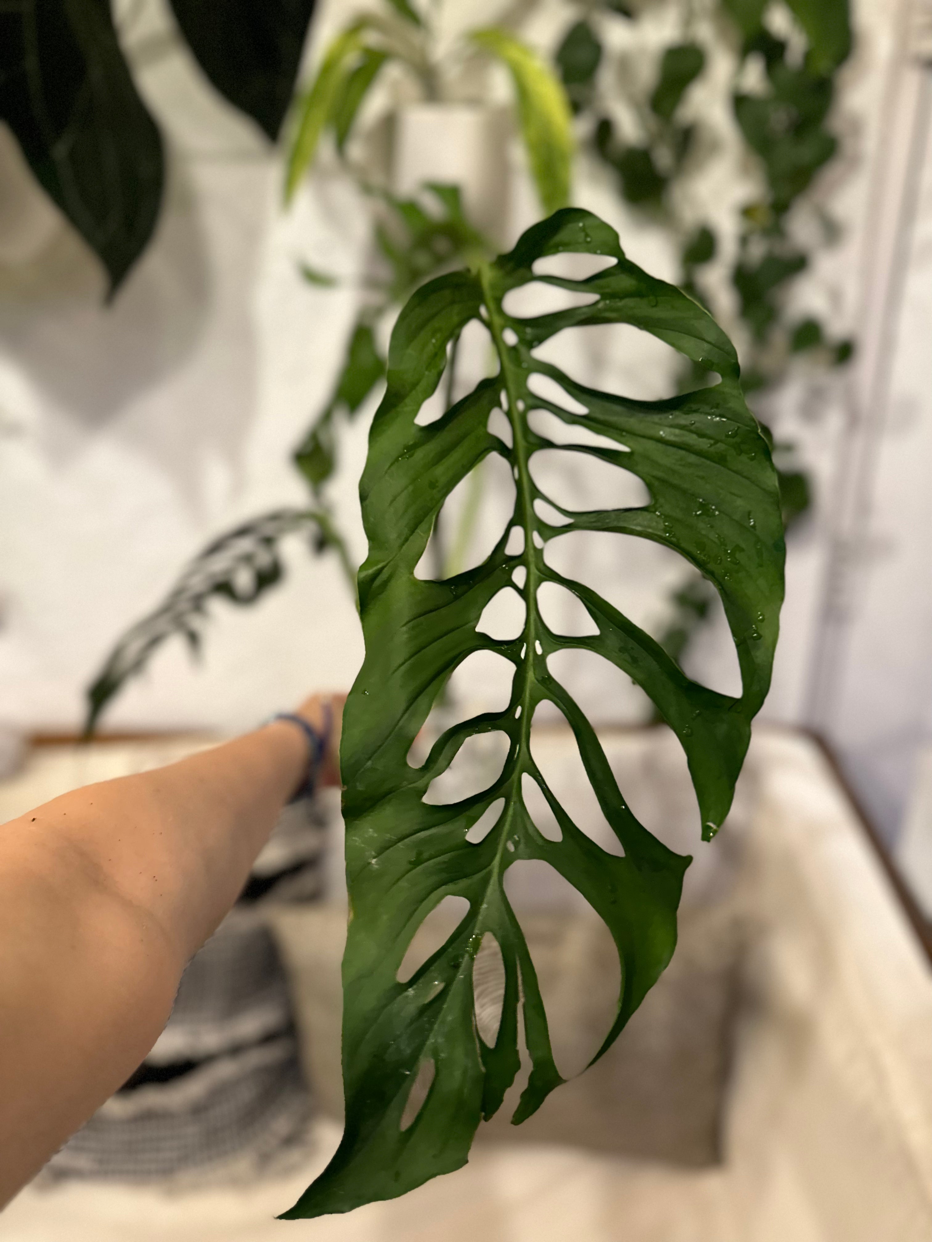 Monstera Laniata Mature – thehomebodhi