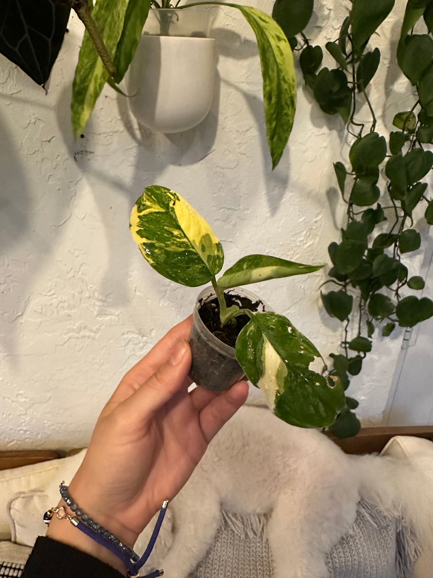 Philodendron Domesticum Variegated (top cut)