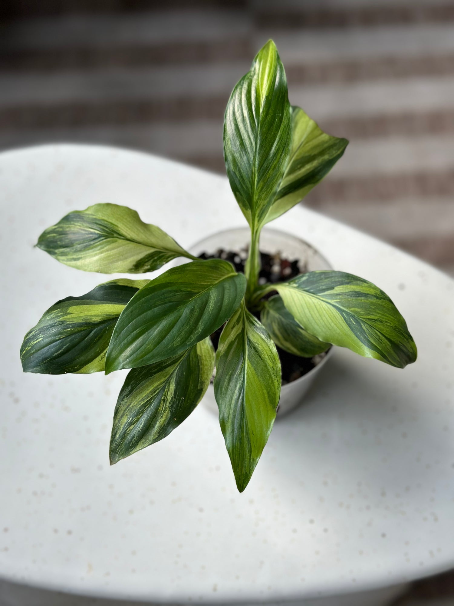 Spathiphyllum