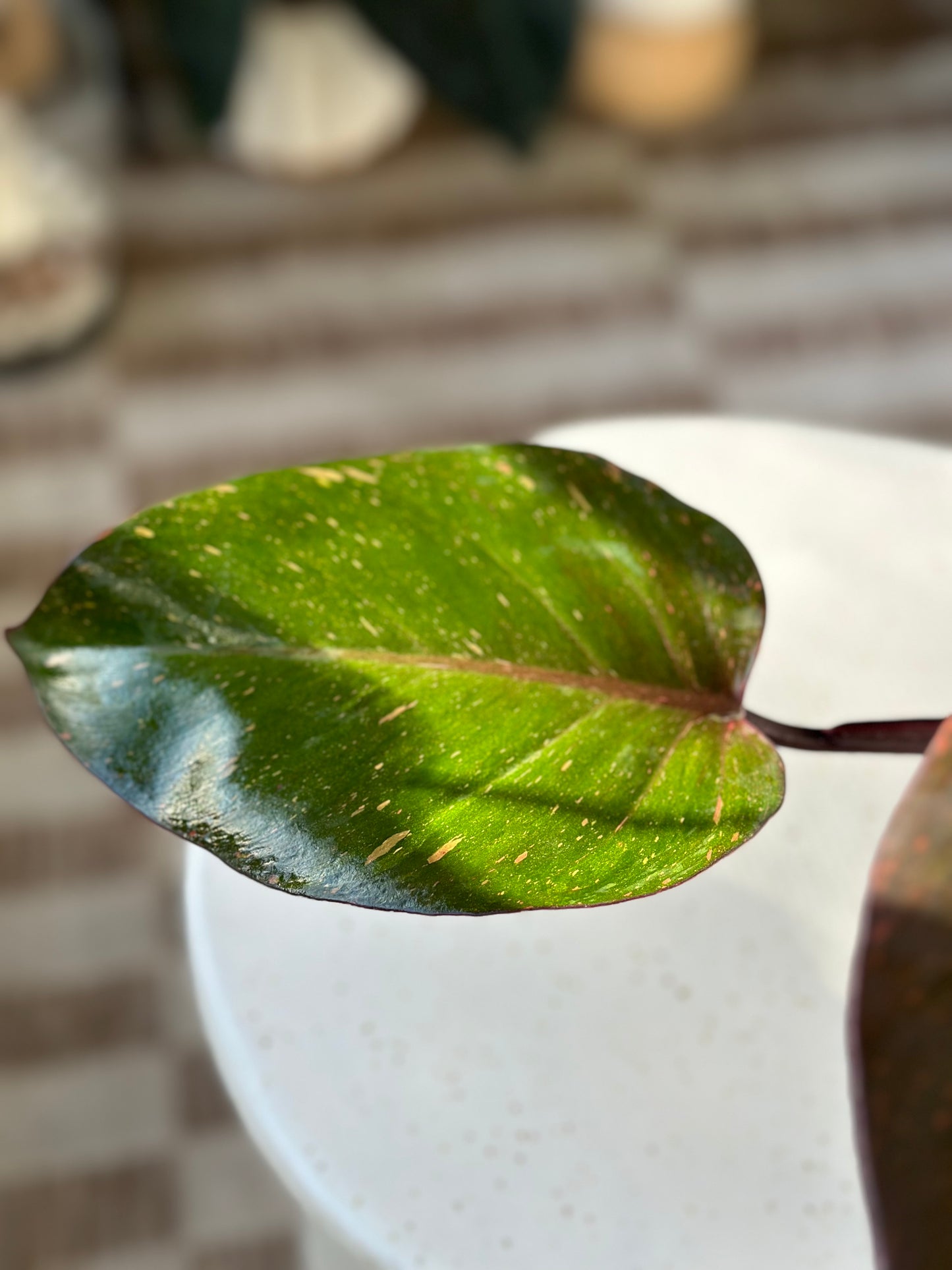 Philodendron Orange Princess