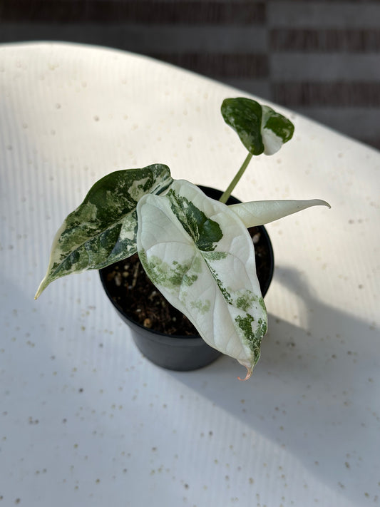 Alocasia Dragon Scale Variegated