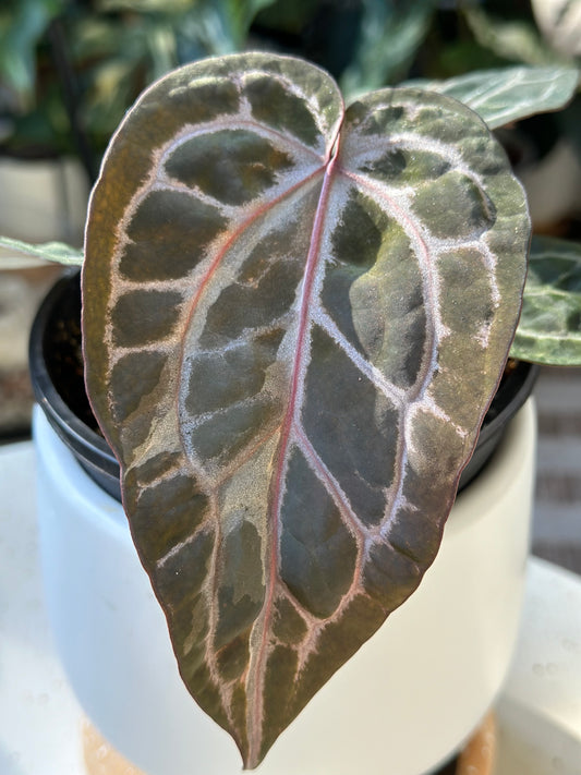 Anthurium Doc Block Michelle X Tortoise Shell Grey