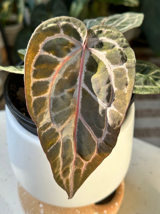 Anthurium Doc Block Michelle X Tortoise Shell Grey