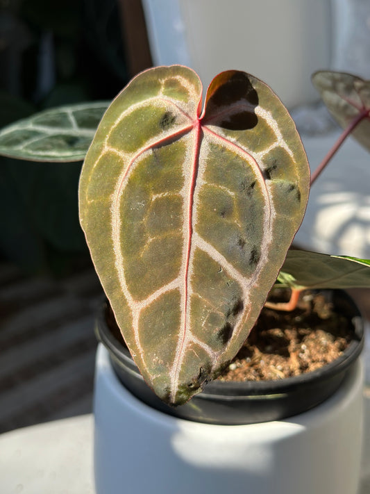 Anthurium Doc Block Michelle X Brown Derby