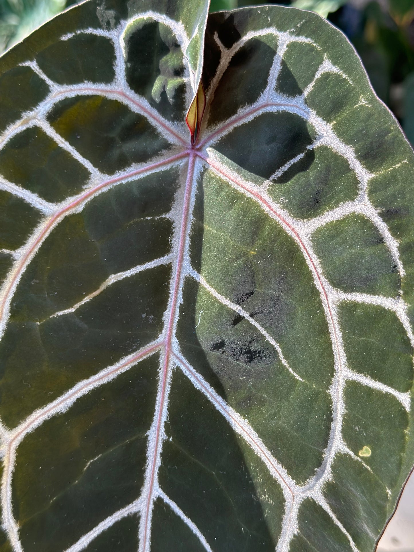 Anthurium Doc Block Michelle