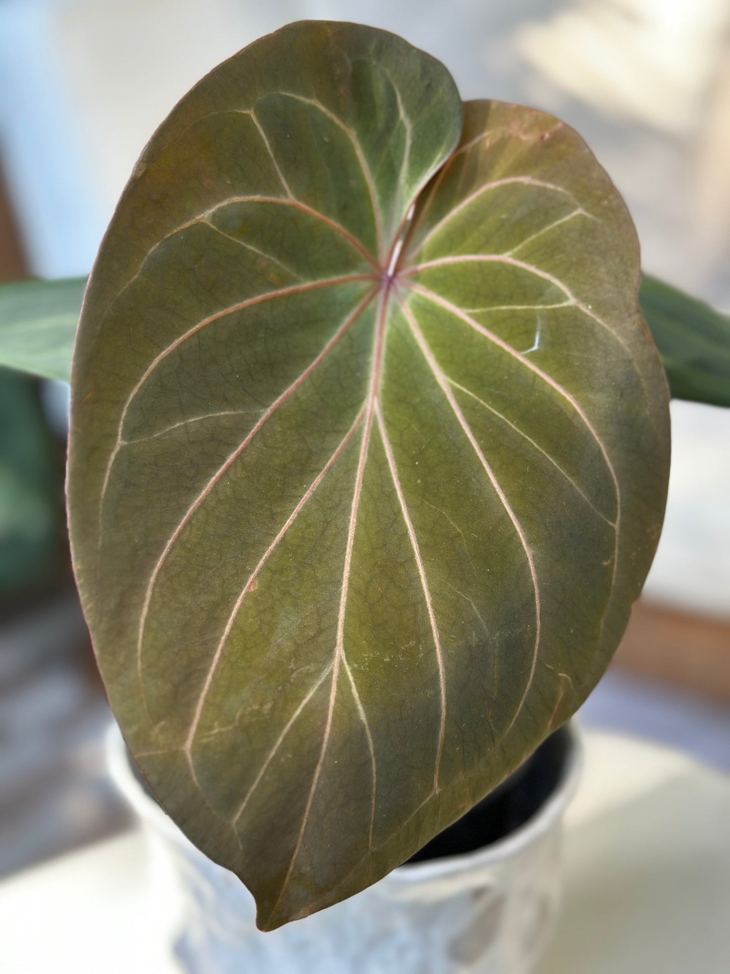 Anthurium King of Spades Large