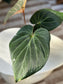 Anthurium King of Spades Large