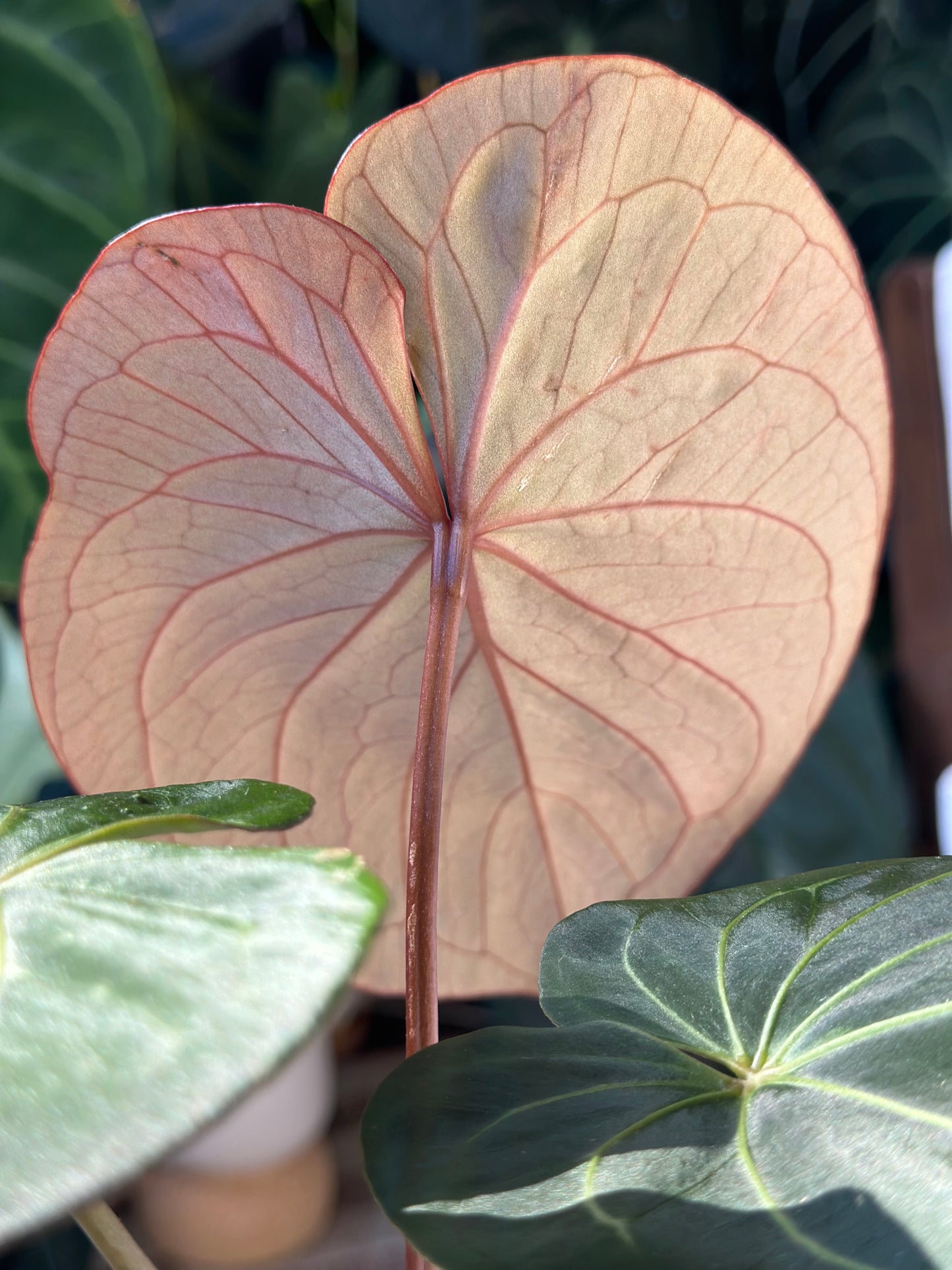 Anthurium King of Spades Large