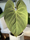 Anthurium Chamberlainii X Portillae LARGE