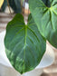 Anthurium Chamberlainii X Portillae LARGE