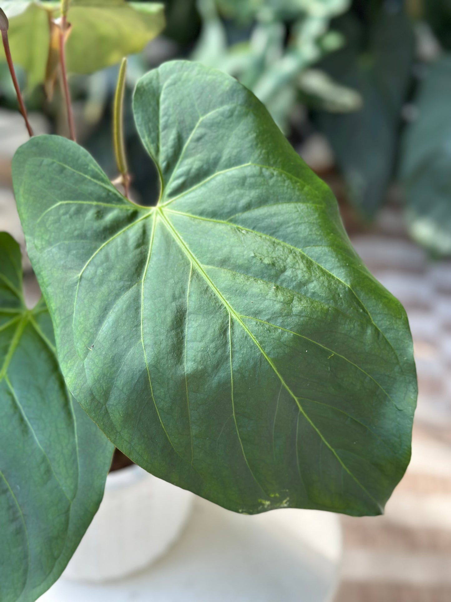 Anthurium Chamberlainii X Portillae LARGE