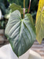 Anthurium Chamberlainii X Portillae LARGE